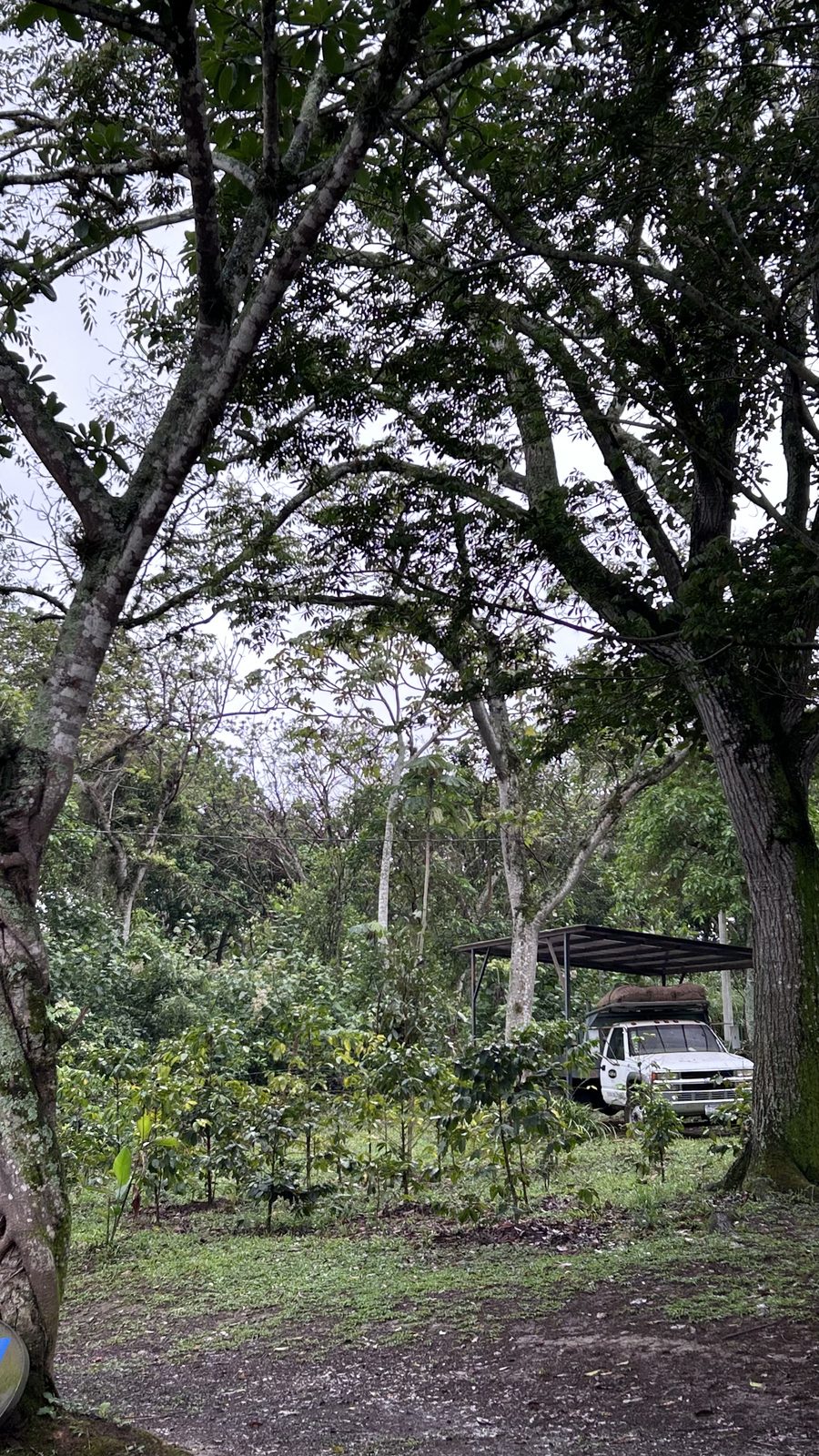 Beneficio del café — entorno de finca y proceso
