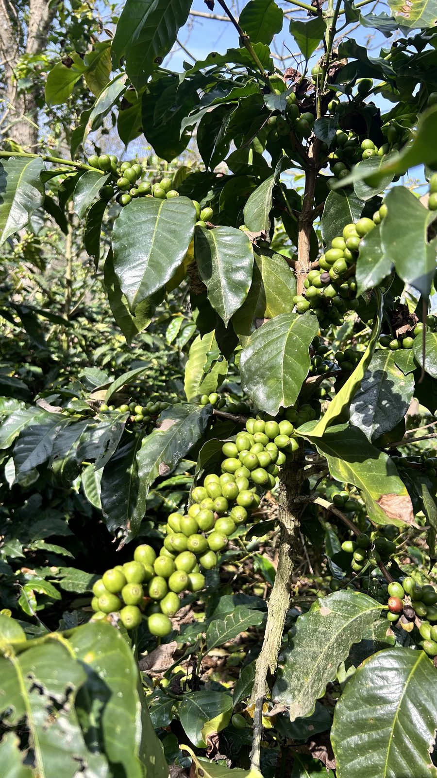Cafetal en finca — cerezas de café