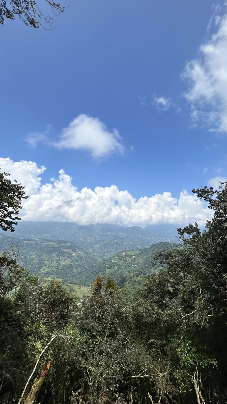 Cafetal en altura — finca de café mexicano